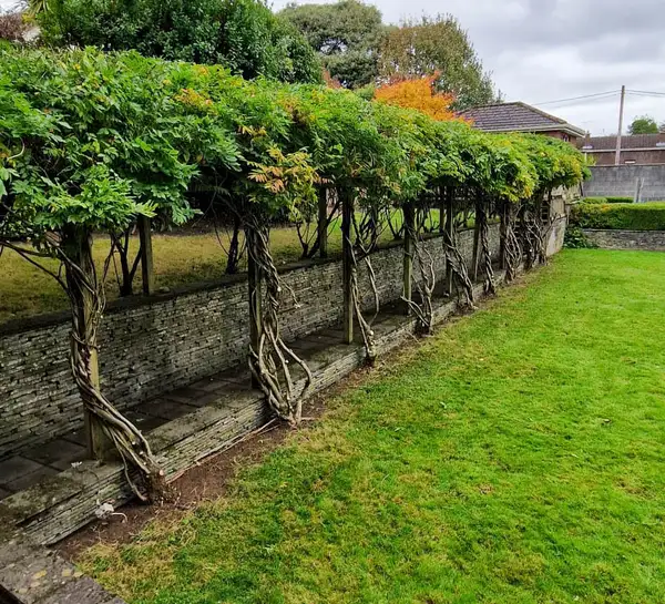 Garden Maintenance in Limerick