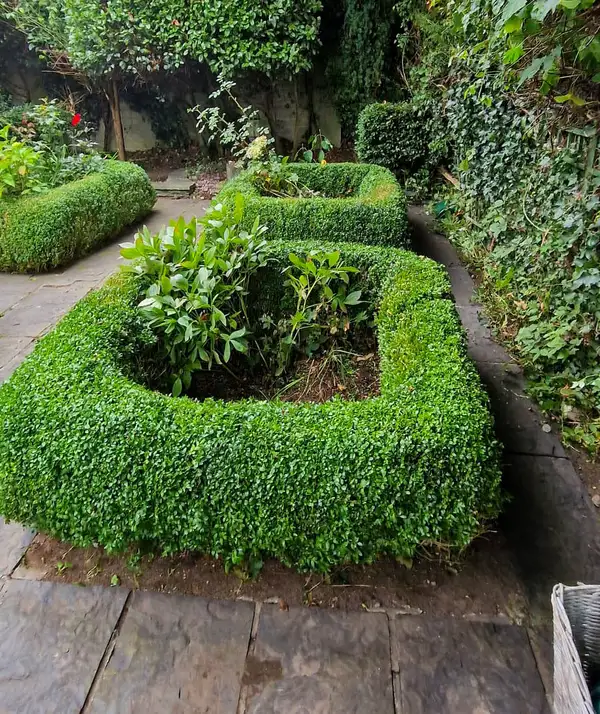 Hedge trimming and garden tidy
